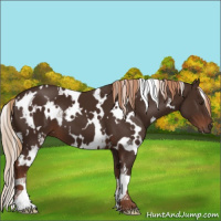Horse Color:White Spotted Liver Chestnut 