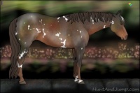 Horse Color:White Spotted Liver Chestnut 