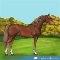 Horse Color:Chestnut Tobiano 