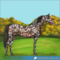 Horse Color:Liver Chestnut Snowflake Varnish 