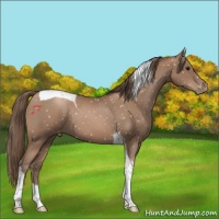 Horse Color:Black Pearl Tobiano Appaloosa