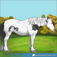 Horse Color:Black Sabino Splash Tobiano 