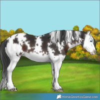 Horse Color:White Spotted Brown Splash 