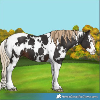 Horse Color:White Spotted Liver Chestnut Splash Tobiano 