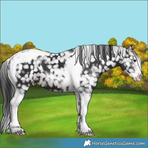 Horse Color:Brown Sabino Tobiano Appaloosa 
