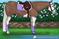 Horse Color:Silver Black Splash