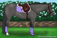 Horse Color:Blue Roan 