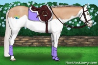 Horse Color:Silver Amber Champagne Splash Rabicano