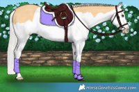 Horse Color:Silver Buckskin Splash 