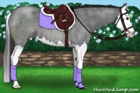 Horse Color:Blue Roan Splash 