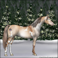 Horse Color:Gray White Spotted Gold Champagne Dun 