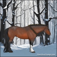 Horse Color:Bay Roan 