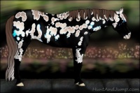 Horse Color:Bay Ice Onyx Splash Appaloosa 