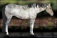 Horse Color:White Spotted Brown Ice