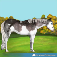 Horse Color:Silver Black Ice Splash