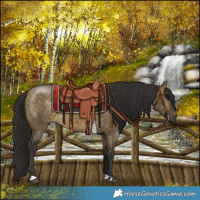 Horse Color:Buckskin Dun 