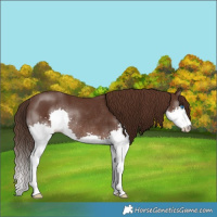 Horse Color:Liver Chestnut Splash Rabicano 