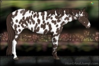 Horse Color:Liver Chestnut Near Leopard 