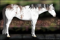 Horse Color:White Spotted Bay Splash 