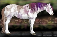 Horse Color:Liver Chestnut Ice Splash 