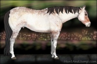 Horse Color:Bay Ice Onyx Rabicano 