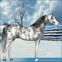Horse Color:Grullo Sabino Splash 