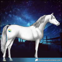 Horse Color:Gray White Spotted Black Splash 