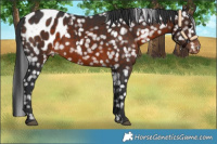 Horse Color:Brown Appaloosa