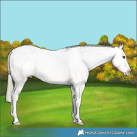 Horse Color:White Spotted Chocolate Palomino Dun Sabino Appaloosa