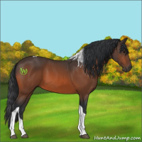 Horse Color:Bay Tobiano 