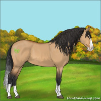 Horse Color:Bay Dun Splash 
