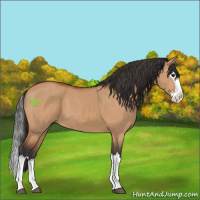 Horse Color:Bay Dun Splash 