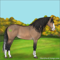 Horse Color:Bay Dun Splash 