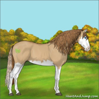 Horse Color:Red Dun Splash 