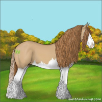 Horse Color:Red Dun Splash 