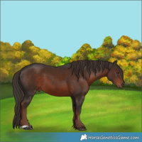 Horse Color:Liver Chestnut 