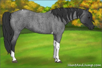 Horse Color:Blue Roan Tobiano 