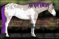 Horse Color:Painted Bay Ice Roan Splash Frame Appaloosa 