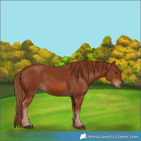 Horse Color:Chestnut 