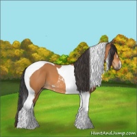 Horse Color:Bay Tobiano 