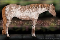 Horse Color:Chestnut Ice 