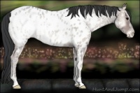 Horse Color:Blue Onyx Ice Appaloosa