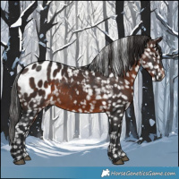 Horse Color:Brown Appaloosa 