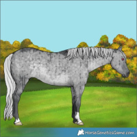 Horse Color:Silver Grullo Chinchilla Brindle