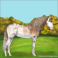 Horse Color:Red Onyx Ice Splash Appaloosa 