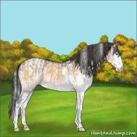 Horse Color:White Spotted Gold Champagne Dun Mushroom Splash Appaloosa  and Brown Dun Splash 