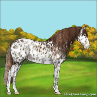 Horse Color:Gold Champagne Ice Onyx Appaloosa  and Red Onyx Ice Splash Appaloosa 