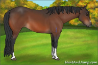 Horse Color:Bay Tobiano Frame 