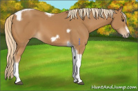 Horse Color:Chestnut Tobiano Frame