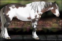 Horse Color:White Spotted Liver Chestnut Mushroom Frame 